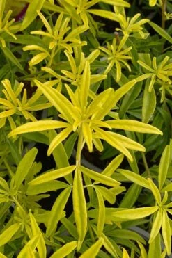 Goldfingers Mexican Orange Blossom (Choisya) - 2 Gallon Pot -Wilson Bros Gardens choisya ternata goldfinger mexican orange blossom 2 1
