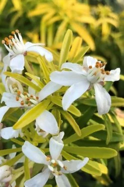 Goldfingers Mexican Orange Blossom (Choisya) - 2 Gallon Pot -Wilson Bros Gardens choisya ternata goldfinger mexican orange blossom 3 1