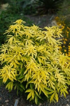 Goldfingers Mexican Orange Blossom (Choisya) - 2 Gallon Pot -Wilson Bros Gardens choisya ternata goldfinger mexican orange blossom 7 1