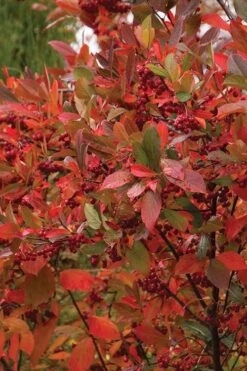 Brilliantissima Aronia (Red Chokeberry) - 1 Gallon Pot -Wilson Bros Gardens chokeberry brilliantissima aronia 500x750 2