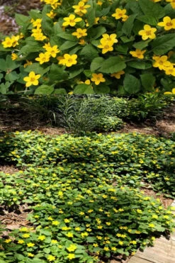 Pierre Chrysogonum (Green And Gold) - 5 Pack Of Quart Pots -Wilson Bros Gardens chrysogonum virginianum pierre green and gold 4