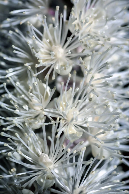 Black Cohosh (Actaea Racemosa) - 1 Gallon Pot 6 Black Cohosh (Actaea Racemosa) - 1 Gallon Pot - Image 6