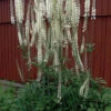 Black Cohosh (Actaea Racemosa) - 1 Gallon Pot