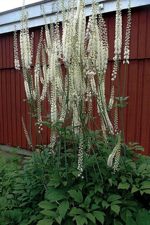 Black Cohosh (Actaea Racemosa) - 1 Gallon Pot 1 Black Cohosh (Actaea Racemosa) - 1 Gallon Pot