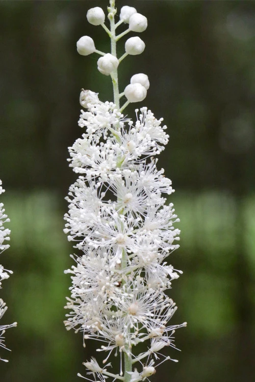 Black Cohosh (Actaea Racemosa) - 1 Gallon Pot 7 Black Cohosh (Actaea Racemosa) - 1 Gallon Pot - Image 7