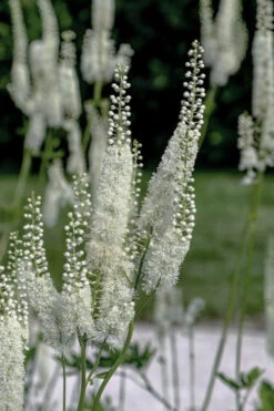 Black Cohosh (Actaea Racemosa) - 1 Gallon Pot 10 Black Cohosh (Actaea Racemosa) - 1 Gallon Pot -Wilson Bros Gardens cimicifuga racemosa black cohosh 9