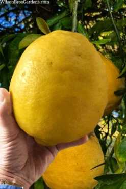 Ponderosa Lemon Tree (Single Trunk Tree Form) - 5 Gallon Pot 7 Ponderosa Lemon Tree (Single Trunk Tree Form) - 5 Gallon Pot -Wilson Bros Gardens citrus limon ponderosa lemon tree 3