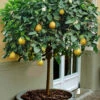 Ponderosa Lemon Tree (Single Trunk Tree Form) - 5 Gallon Pot