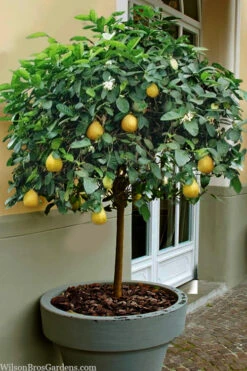Ponderosa Lemon Tree (Single Trunk Tree Form) - 5 Gallon Pot