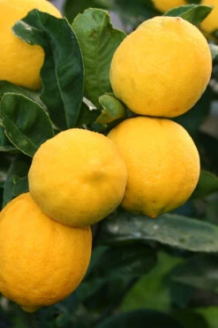 Meyer Lemon Tree (Citrus X Meyeri) - 5 Gallon Pot 8 Meyer Lemon Tree (Citrus X Meyeri) - 5 Gallon Pot -Wilson Bros Gardens citrus meyeri meyer lemon tree 5