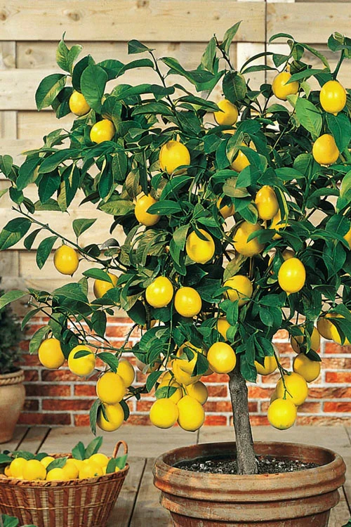 Meyer Lemon Tree (Citrus X Meyeri) - 5 Gallon Pot 1 Meyer Lemon Tree (Citrus X Meyeri) - 5 Gallon Pot