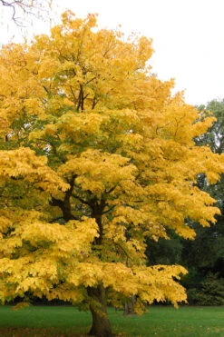 American Yellowwood Tree (Cladastris Kentukea) - 3 Gallon Pot -Wilson Bros Gardens cladastris kentukea american yellowwood tree 1