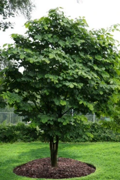 American Yellowwood Tree (Cladastris Kentukea) - 3 Gallon Pot -Wilson Bros Gardens cladastris kentukea american yellowwood tree 10