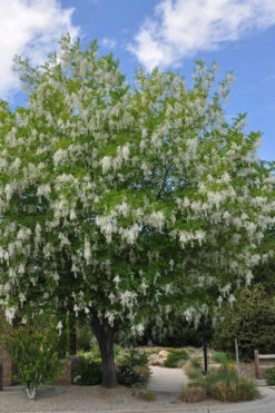 American Yellowwood Tree (Cladastris Kentukea) - 3 Gallon Pot -Wilson Bros Gardens cladastris kentukea american yellowwood tree 11