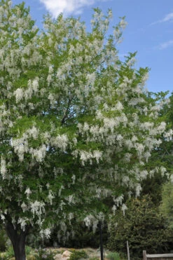 American Yellowwood Tree (Cladastris Kentukea) - 3 Gallon Pot -Wilson Bros Gardens cladastris kentukea american yellowwood tree 2