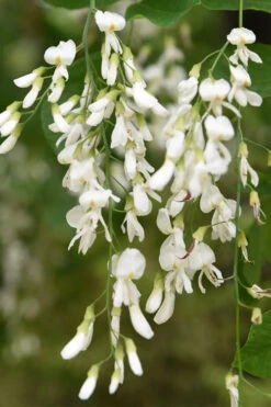 American Yellowwood Tree (Cladastris Kentukea) - 3 Gallon Pot -Wilson Bros Gardens cladastris kentukea american yellowwood tree 5
