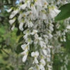 American Yellowwood Tree (Cladastris Kentukea) - 3 Gallon Pot