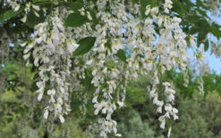 American Yellowwood Tree (Cladastris Kentukea) - 3 Gallon Pot -Wilson Bros Gardens cladastris kentukea american yellowwood tree 7