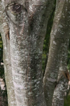 American Yellowwood Tree (Cladastris Kentukea) - 3 Gallon Pot -Wilson Bros Gardens cladastris kentukea american yellowwood tree 9