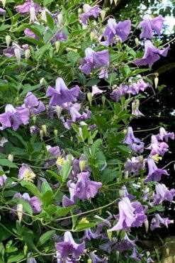 Betty Corning Clematis - 1 Gallon Pot -Wilson Bros Gardens clematis betty corning 2