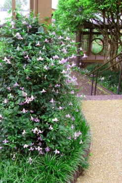 Betty Corning Clematis - 1 Gallon Pot -Wilson Bros Gardens clematis betty corning 6