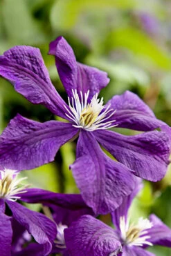 Etoile Violette Clematis - 1 Gallon Pot -Wilson Bros Gardens clematis etoile violette 10