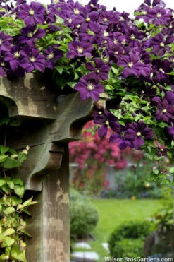 Etoile Violette Clematis - 1 Gallon Pot -Wilson Bros Gardens clematis etoile violette 11
