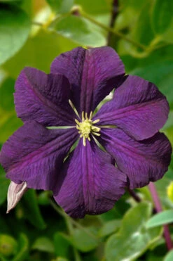 Etoile Violette Clematis - 1 Gallon Pot -Wilson Bros Gardens clematis etoile violette 13