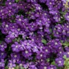 Etoile Violette Clematis - 1 Gallon Pot
