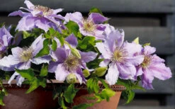 Filigree Clematis - 1 Gallon Pot -Wilson Bros Gardens clematis filigree 7
