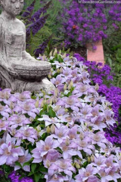 Filigree Clematis - 1 Gallon Pot -Wilson Bros Gardens clematis filigree 9