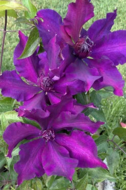 Fleuri Clematis - 1 Gallon Pot -Wilson Bros Gardens clematis fleuri 14