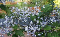 Mrs. Robert Brydon Clematis - 1 Gallon Pot -Wilson Bros Gardens clematis mrs robert brydon 11