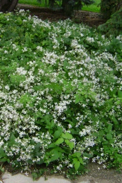Mrs. Robert Brydon Clematis - 1 Gallon Pot -Wilson Bros Gardens clematis mrs robert brydon 6