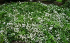 Mrs. Robert Brydon Clematis - 1 Gallon Pot -Wilson Bros Gardens clematis mrs robert brydon 8