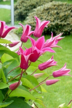 Princess Diana Clematis - 1 Gallon Pot -Wilson Bros Gardens clematis princess diana 5