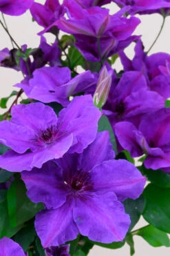 Ravel Clematis - 1 Gallon Pot -Wilson Bros Gardens clematis ravel 3