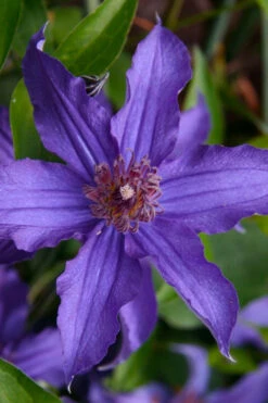 Sapphire Indigo Clematis - 3 Gallon Pot -Wilson Bros Gardens clematis sapphire indigo 1