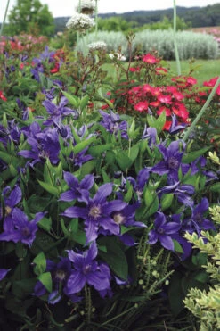 Sapphire Indigo Clematis - 3 Gallon Pot -Wilson Bros Gardens clematis sapphire indigo 6