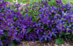 Sapphire Indigo Clematis - 1 Gallon Pot -Wilson Bros Gardens clematis sapphire indigo 7 1
