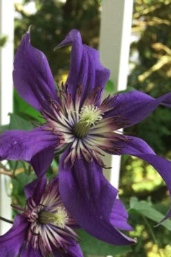Sapphire Indigo Clematis - 3 Gallon Pot -Wilson Bros Gardens clematis sapphire indigo 9