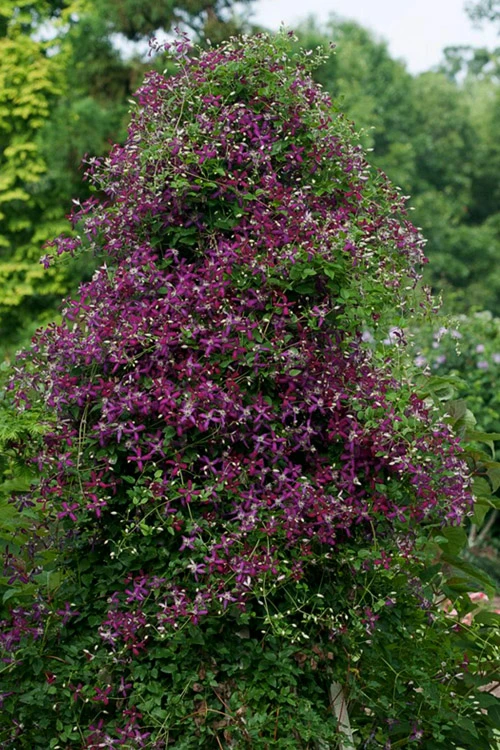 Sweet Summer Love Clematis - 1 Gallon Pot 5 Sweet Summer Love Clematis - 1 Gallon Pot - Image 5