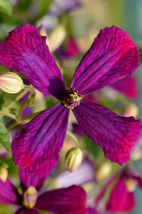Sweet Summer Love Clematis - 1 Gallon Pot 1 Sweet Summer Love Clematis - 1 Gallon Pot