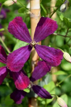 Sweet Summer Love Clematis - 1 Gallon Pot 13 Sweet Summer Love Clematis - 1 Gallon Pot -Wilson Bros Gardens clematis sweet summer love 7