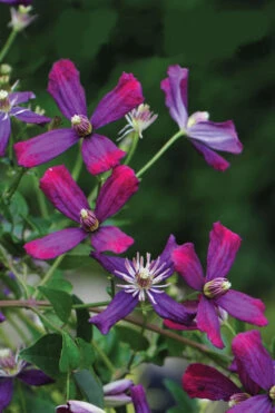Sweet Summer Love Clematis - 1 Gallon Pot 10 Sweet Summer Love Clematis - 1 Gallon Pot -Wilson Bros Gardens clematis sweet summer love 8