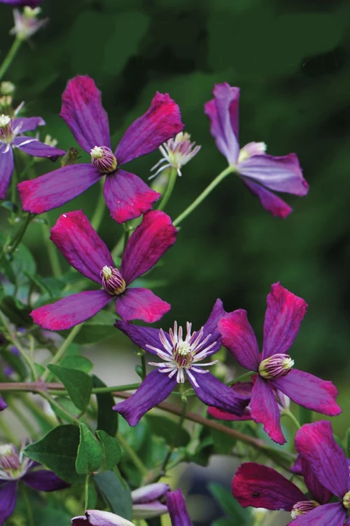 Sweet Summer Love Clematis - 1 Gallon Pot 4 Sweet Summer Love Clematis - 1 Gallon Pot - Image 4