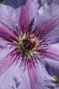 Tumaini Clematis - 1 Gallon Pot -Wilson Bros Gardens clematis tumaini 3