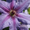 Tumaini Clematis - 1 Gallon Pot