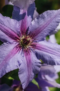 Tumaini Clematis - 1 Gallon Pot