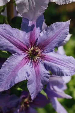 Tumaini Clematis - 1 Gallon Pot -Wilson Bros Gardens clematis tumaini 5